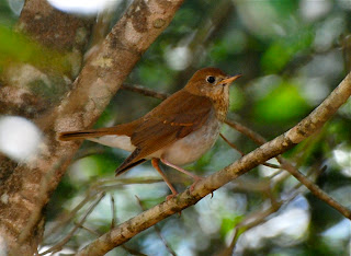 Veery