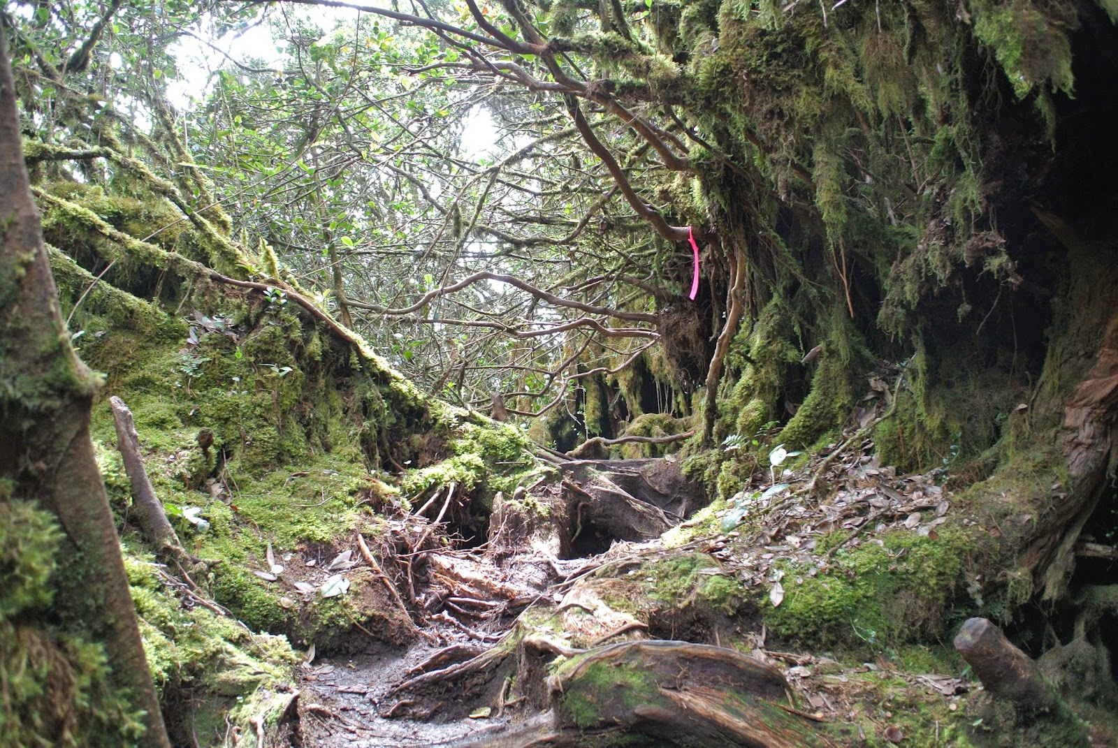 afifplc: Gunung Irau hike