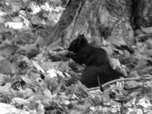 black squirrel