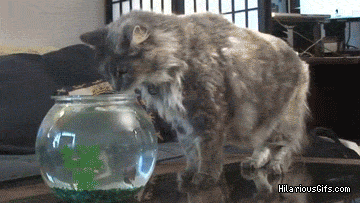 Terrified Reaction Gifs Terrified Reaction Gifs