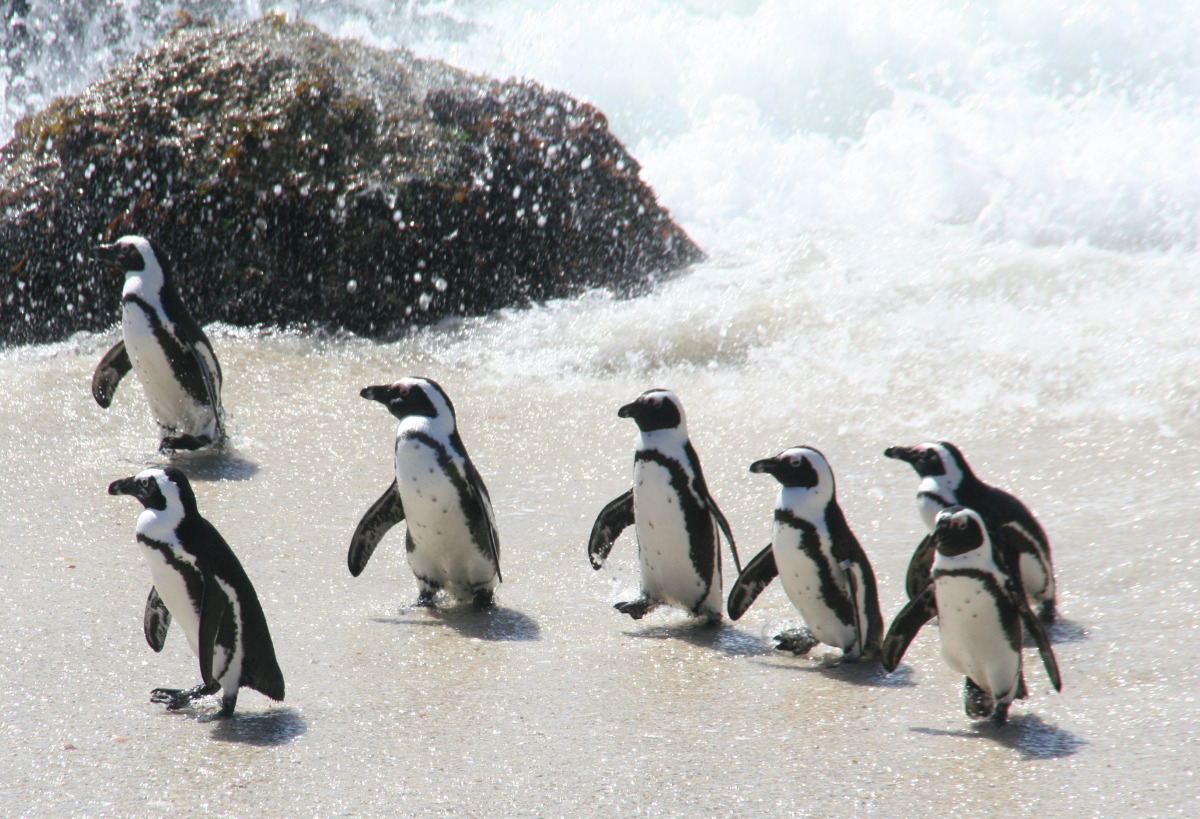 african penguins The african penguin (spheniscus demersus) is a medium-sized penguin, and the only penguin species breeding on the african continent like all penguins, the african. african penguins The african penguin (spheniscus demersus) is a medium-sized penguin, and the only penguin species breeding on the african continent like all penguins, the african.