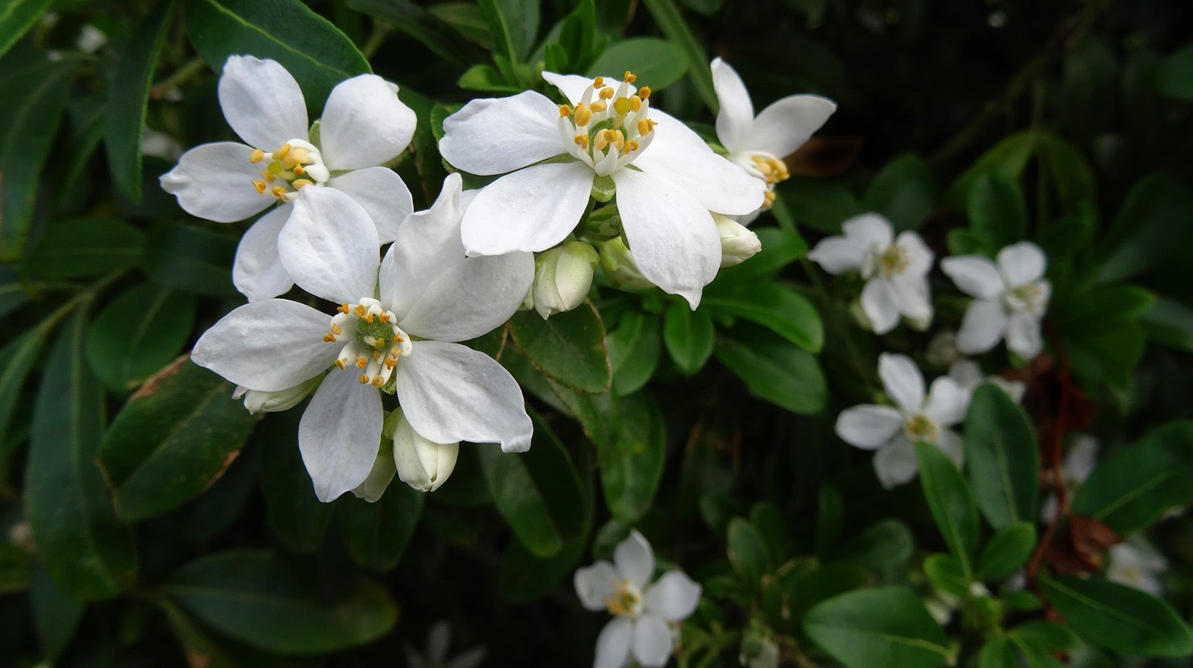 The Plant Hunter Schizophragma Climbs In Popularity