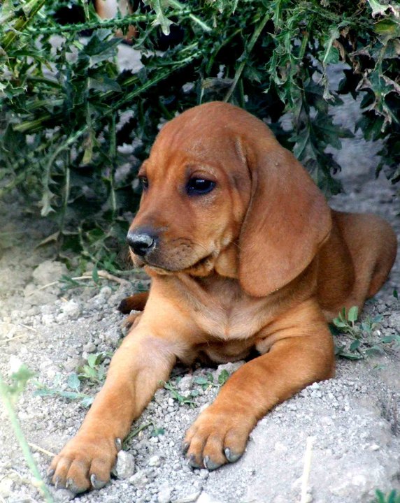 Av Köpekleri (Kurzhaar) « Anadolu Köpekleri