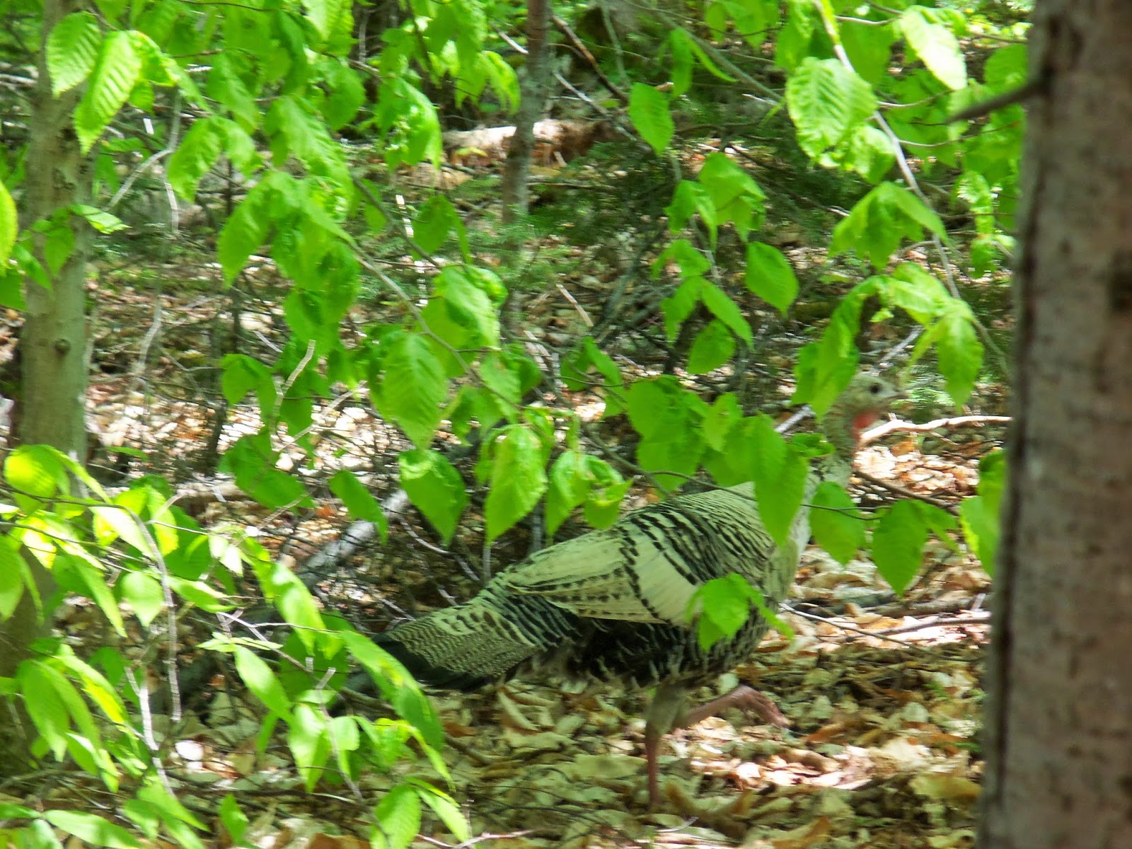 Moose Mountain Guide Service Piebald Turkey