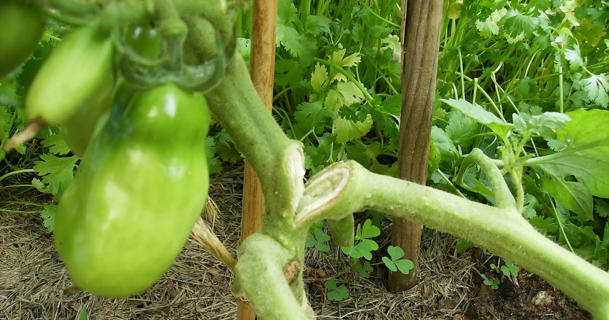 The Rusted Vegetable Garden