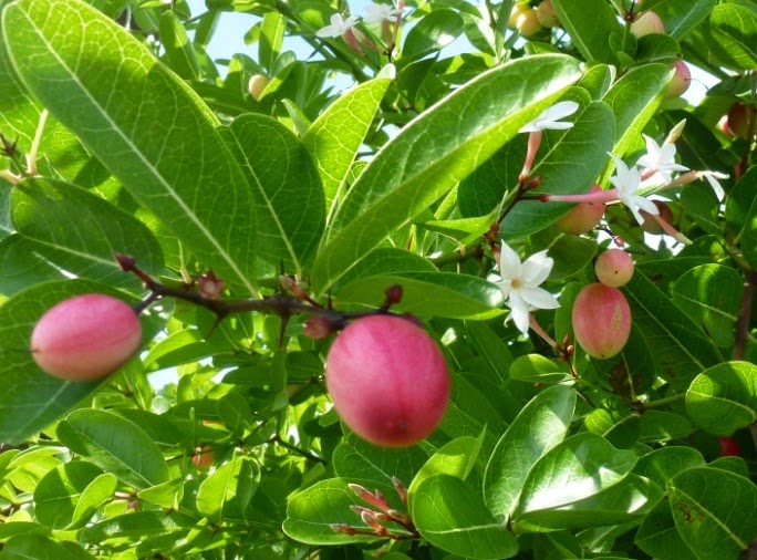 Greenfingers: Buah Apa Ni??