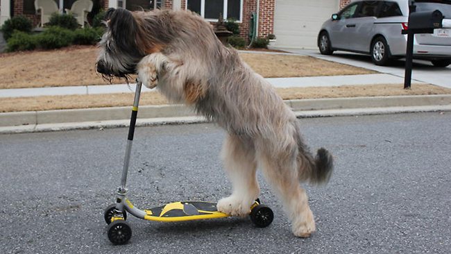 Dogs Adaptations To A New Home Dogs Adaptations To A New Home
