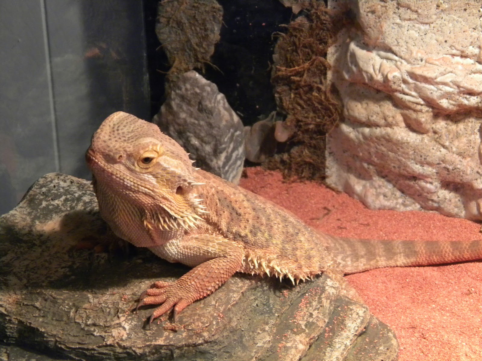 watery-bearded-dragon-poop-2.jpg