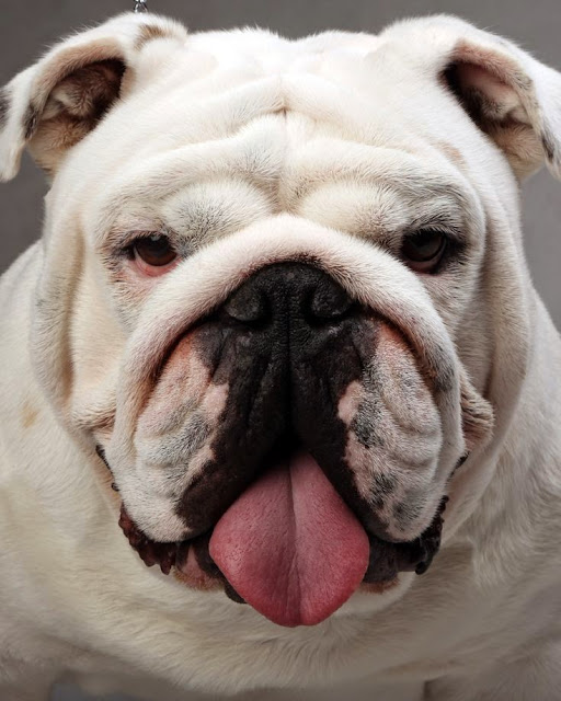 5 very interesting and short facts about bulldogs