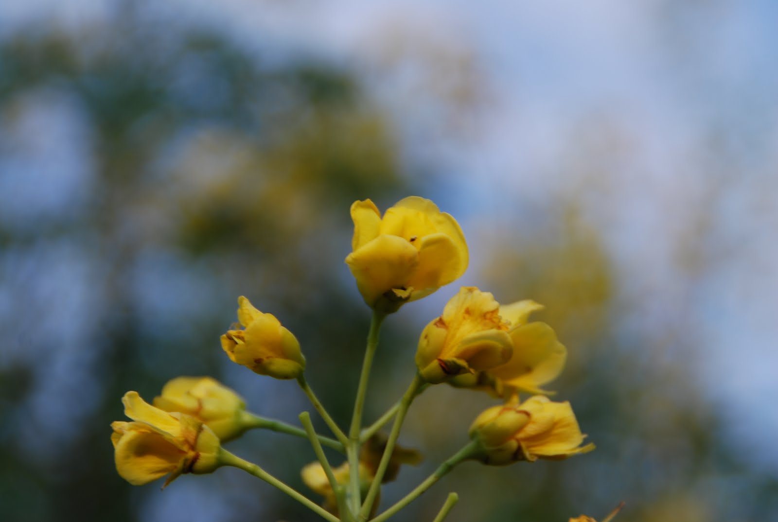 Deserts and Beyond: Mexican bird of paradise, yellow variety~Mellow