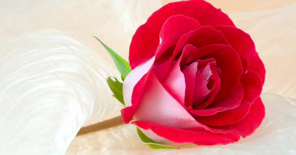 El rincón de un Alma Entre rosas y espinas