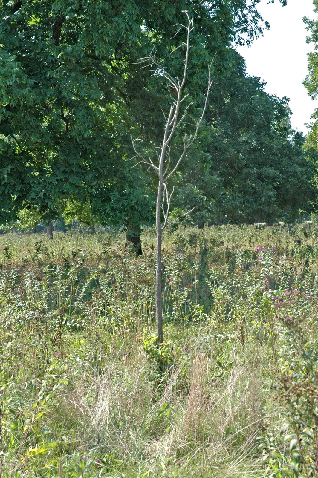 Northern Pecans Notes on planting pecan trees Reality vs