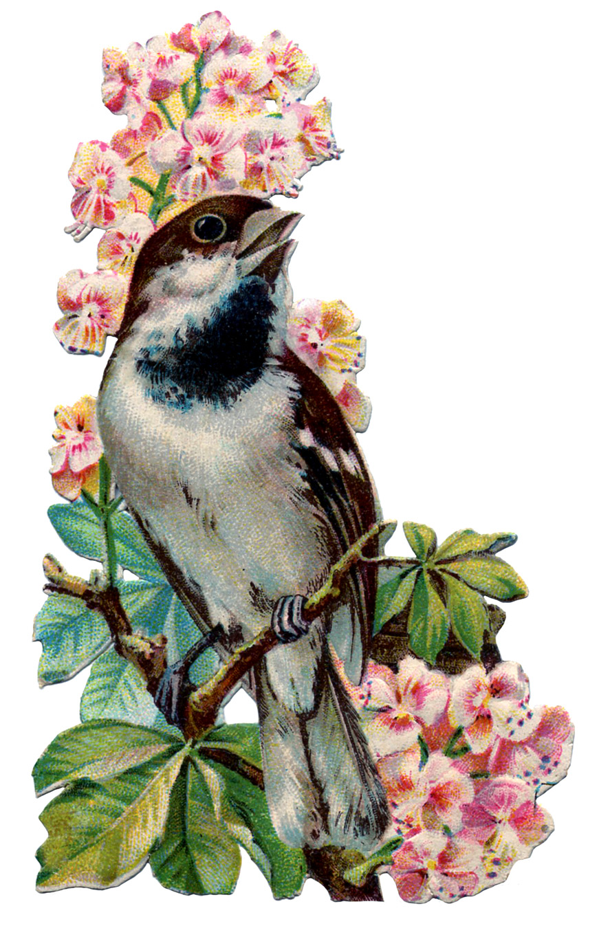 Graphics Of Birds