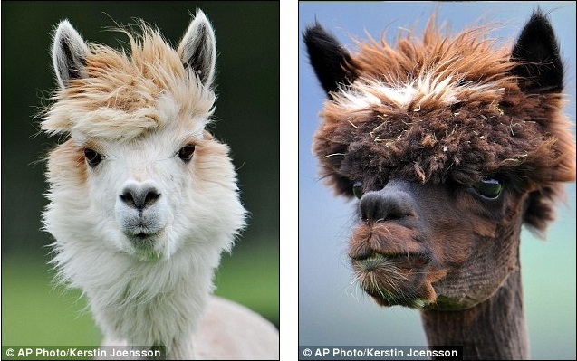 ForAnimalLover: Shear joy! The Austrian alpacas given retro hairstyles at  their annual shave