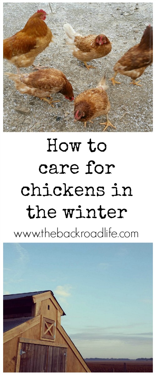 The Backroad Life How to Care for Chickens in the Winter