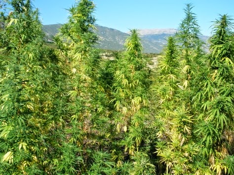 Συλλήψεις σε Πιερία και Χαλκιδική για καλλιέργεια κάνναβης sullipsis sthn pieria kai xalkidiki gia xasis