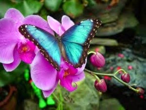 orchids and beautiful blue butterfly