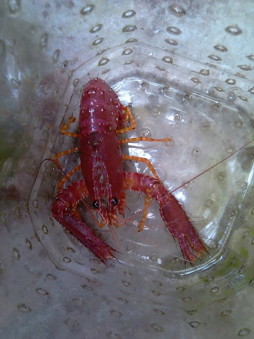 new shrimp