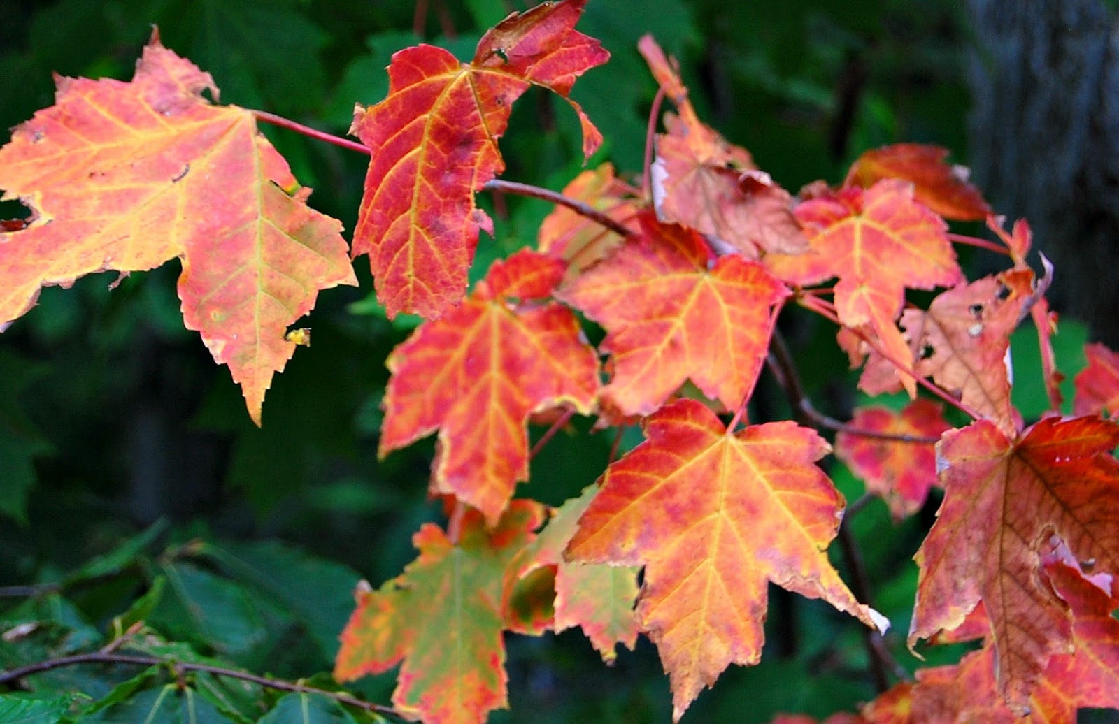 Serenity Cove Michigan Flowers
