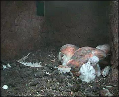 Adventures With Mel Syd The Lost Gardens Of Heligan