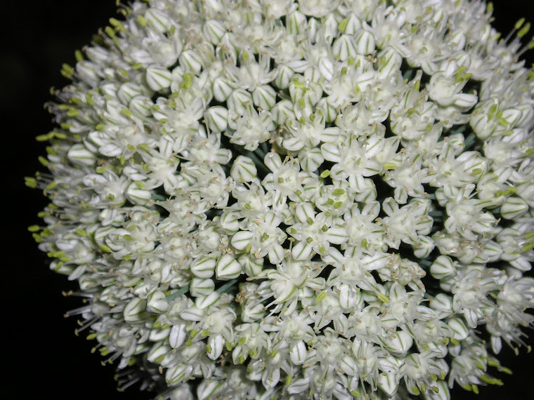 Blooming Onion