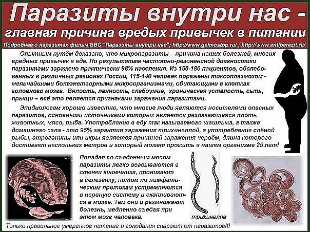коньячная чистка от паразитов отзывы коньячная чистка от паразитов отзывы