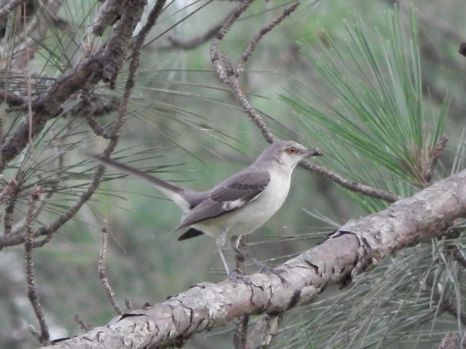 Central Louisiana Birding & Wildlife Catahoula Hummingbird and