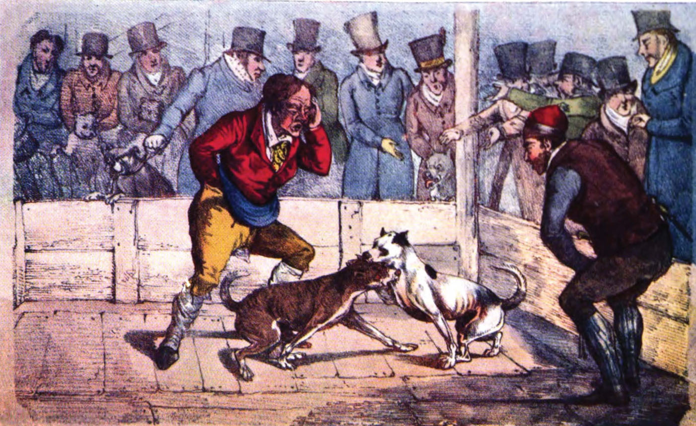 The Sordid History of Pit Bull Fighting in 19th Century England