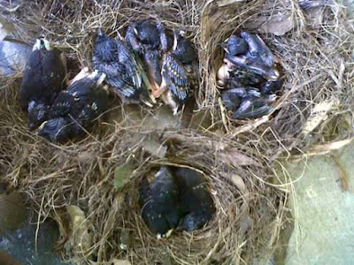 Penghobi burung sudah banyak yang menjadi penangkar Penghobi burung sudah banyak yang menjadi penangkar