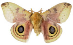 Gypsy Moth Antiques