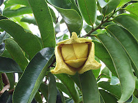 Srikaya atau Sirsak (Annona squamosa L.) Srikaya atau Sirsak (Annona squamosa L.)