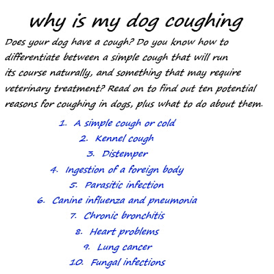 why is my puppy not why is my coughing suite101 personal why is my puppy not why is my coughing suite101 personal