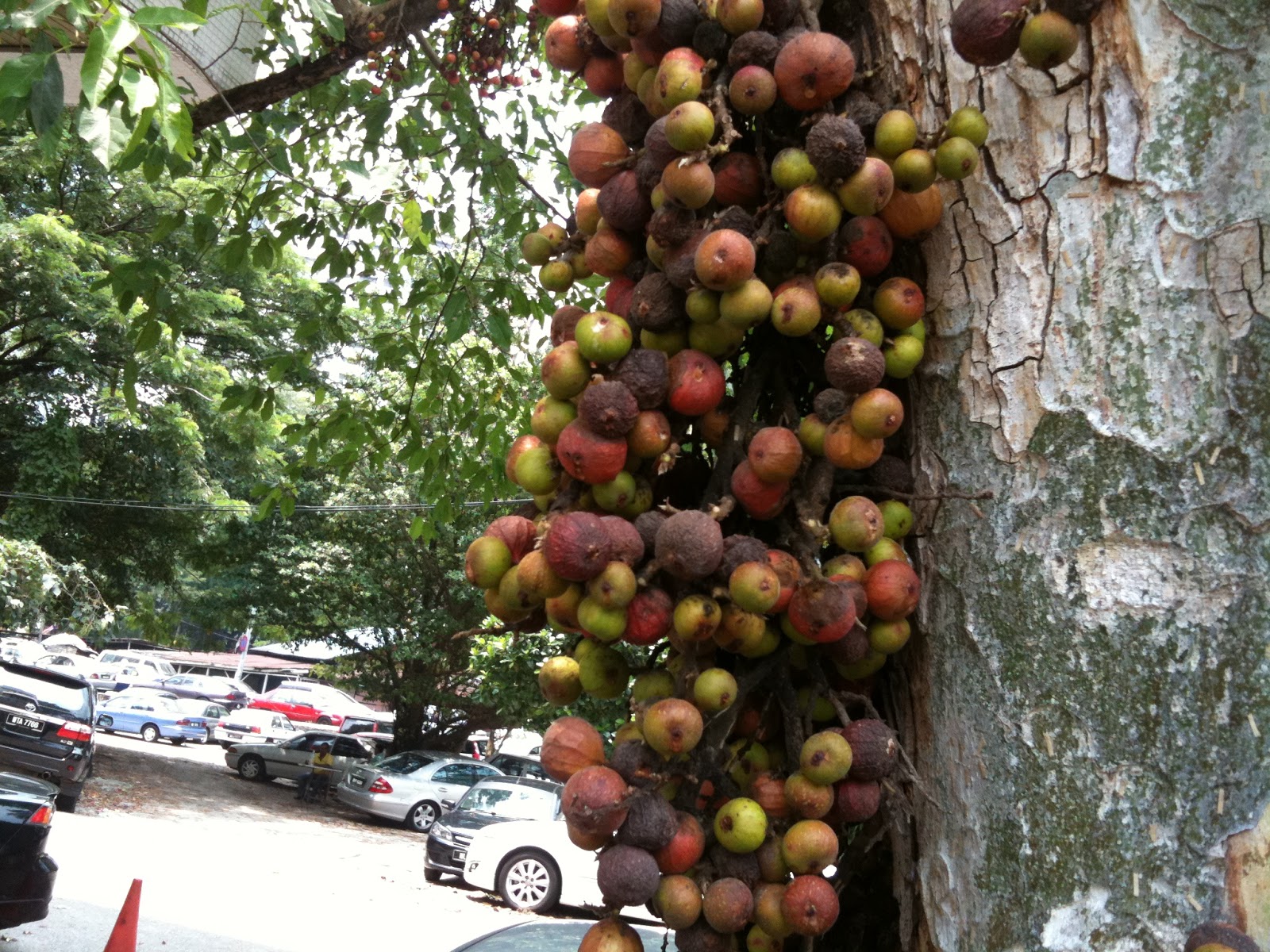 Swiftlet Farming Million Dollars A Year Potential. Starting A