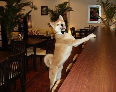 Funny DOG Pictures