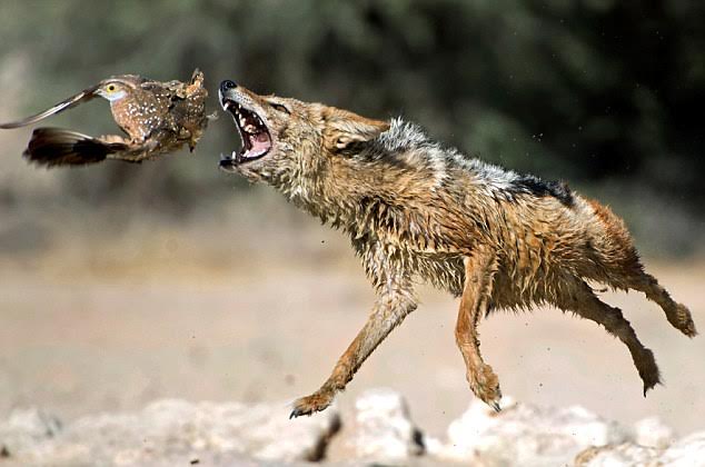 Pictures from African waterhole shows how a predator repeatedly misses killing its prey Pictures from African waterhole shows how a predator repeatedly misses killing its prey