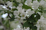 MADAME'S RETIREMENT REFLECTIONS  JUNE  2011   Click on the apple blossoms to give.