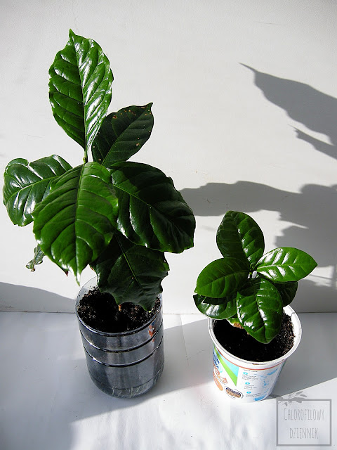 Kawa arabska (Coffea arabica) sadzonki, siewki. Przesadzanie, pielęgnacja, uprawa.