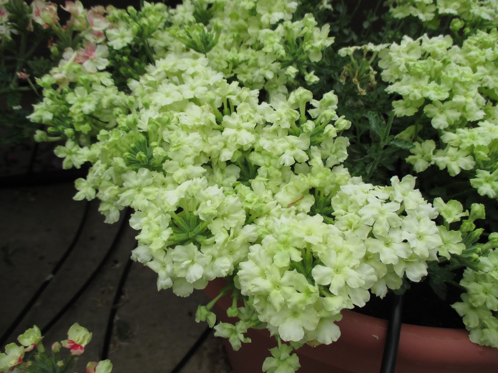 The Value of Verbena Rotary Botanical Gardens