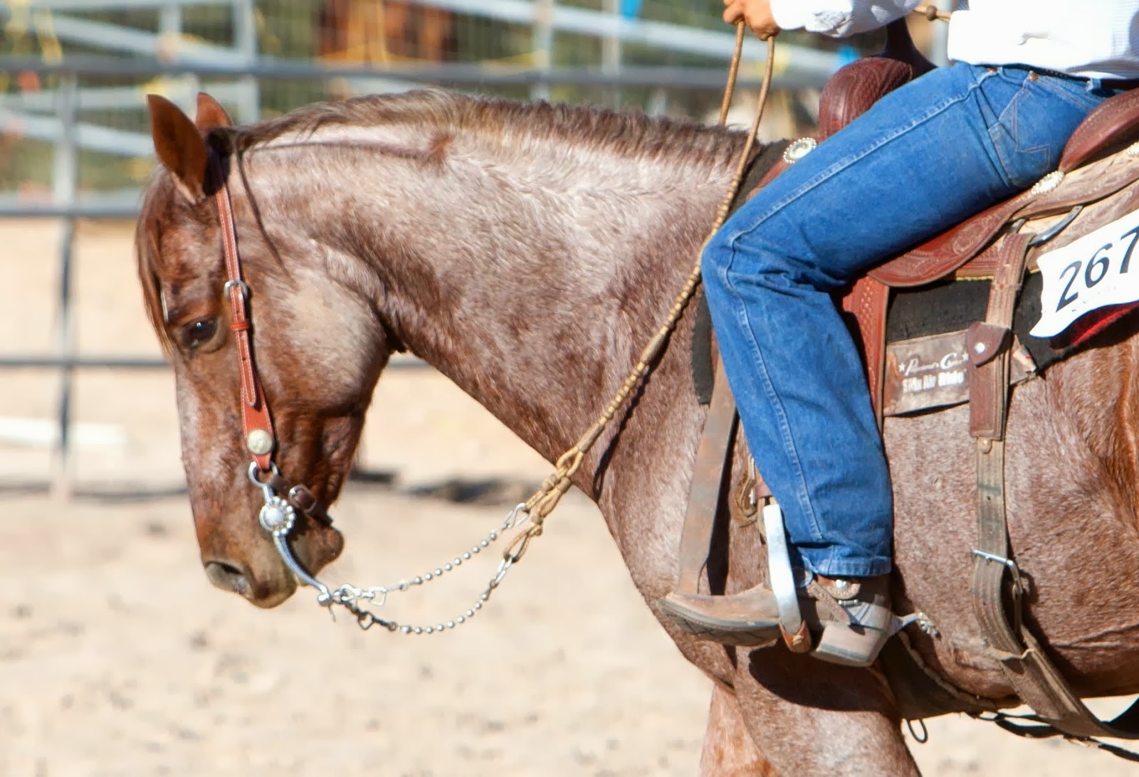 Horse Boarding in Tucson