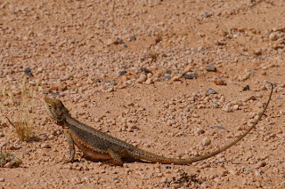 beardie-habitat.jpg