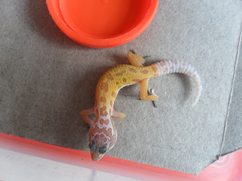 Tempat Jual Leopard Gecko Murah Berkualitas Leopard Gecko Hewan