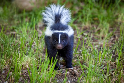 My Dog Got Sprayed In The Eyes By A Skunk My Dog Got Sprayed In The Eyes By A Skunk