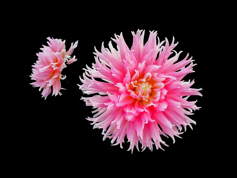 Graphics and Folk Assam Quick Flower PNGs