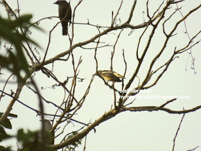 Daurian Starling Daurian Starling in Bukit Brown