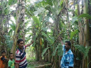 Pokok pisang bersaiz gergasi Pokok pisang bersaiz gergasi