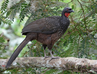 Dusky-Legged Guan, Penelope obscura