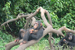 Relaxing chimp