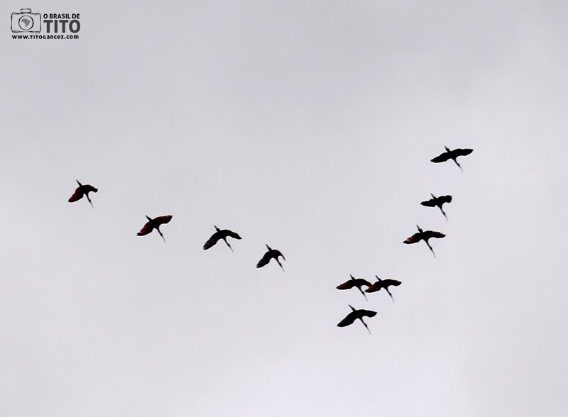 Revoada de Guarás (Eudocimus ruber), na ilha de Maiandeua (Algodoal), no Pará - Por Tito Garcez Revoada de Guarás (Eudocimus ruber), na ilha de Maiandeua (Algodoal), no Pará