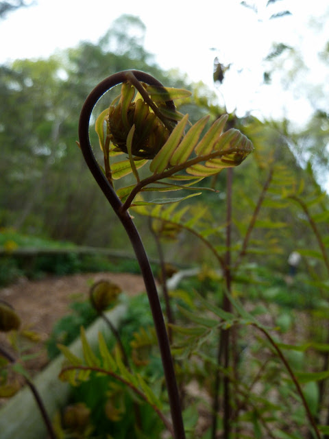 Royal Fern unfolding, Brooklyn Botanic Native Flora Garden