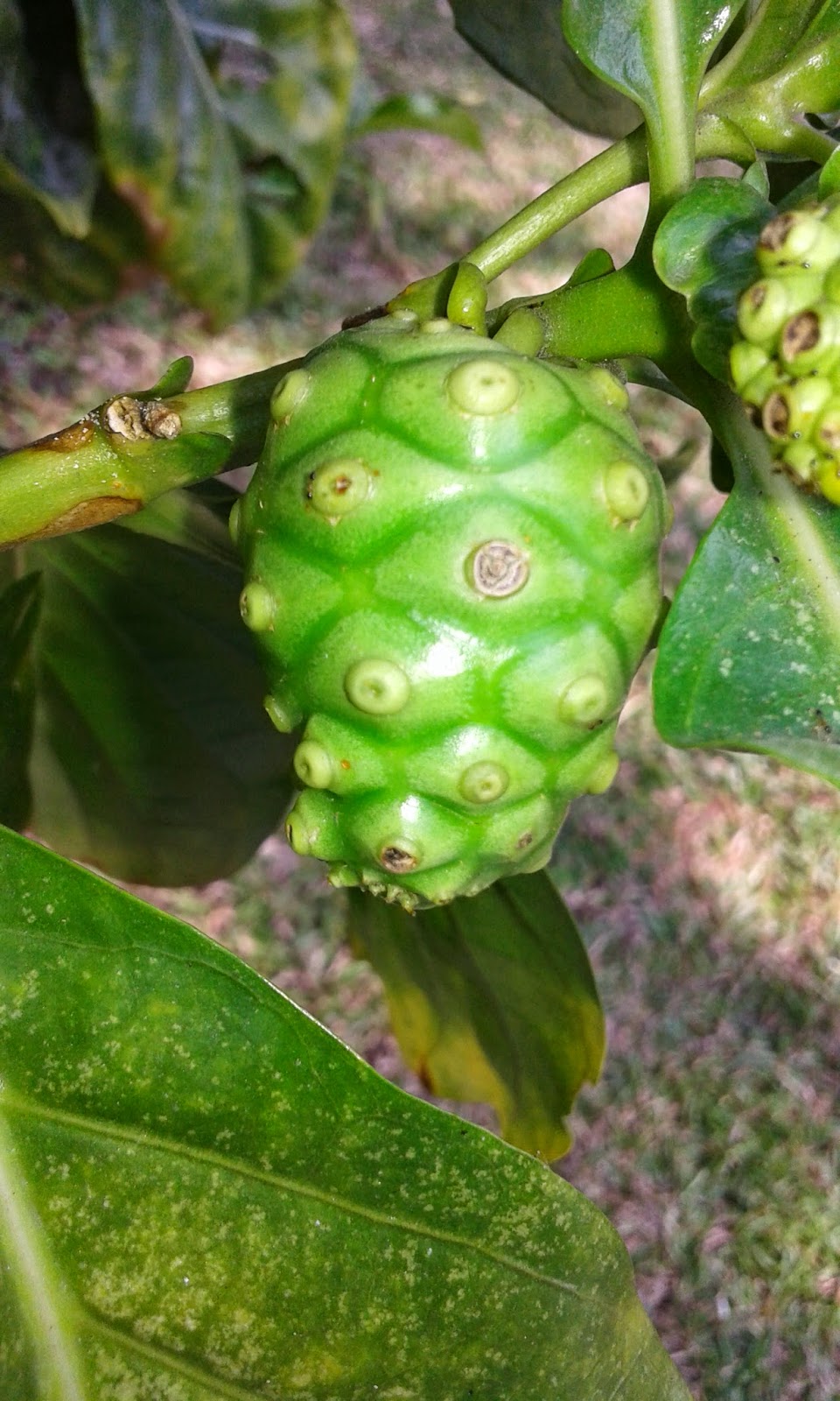 apatot tree